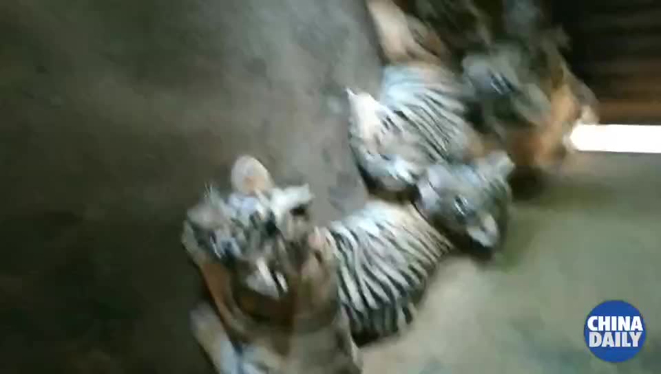 Five Newborn Siberian Tigers Make Public Appearance-Dahe.cn